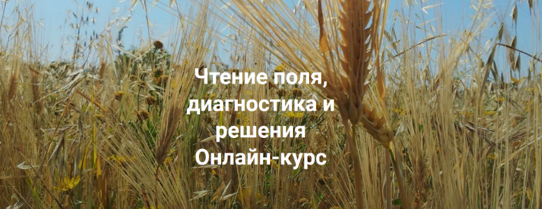 [Елена Веселаго] [Институт открытого поля] Чтение поля, диагностика и решения. Вся практика (2022)