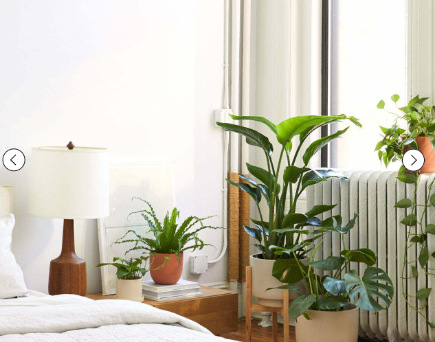 [uutno] Комнатные растения в интерьере (2023)