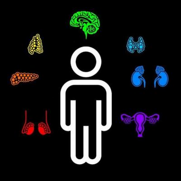 [Анастасия Семко] Физиология выделительной системы (2025)