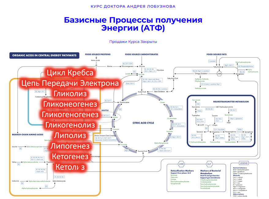 [Андрей Лобузнов] Базисные процессы получения энергии (АТФ) (2024)
