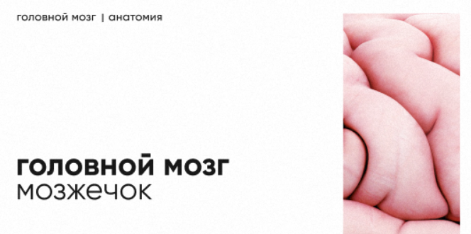 [Topanatomy] Dr.Vorobev ― Мозжечок: строение и функции (2022)