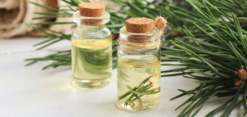 [Ульвия Голденбрук] Использование сосны в фитотерапии, кулинарии, ароматерапии (2023)