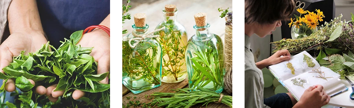 [Елена Корсун] Травы для реализации личности (2022)