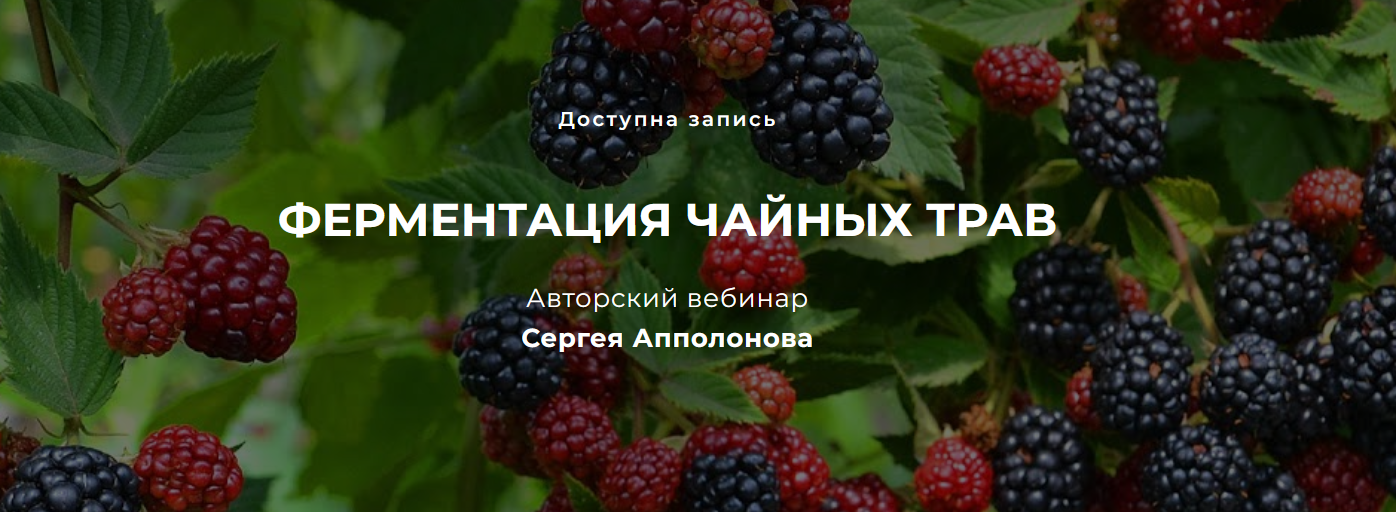 [Cергей Апполонов] Ферментация чайных трав (2022)