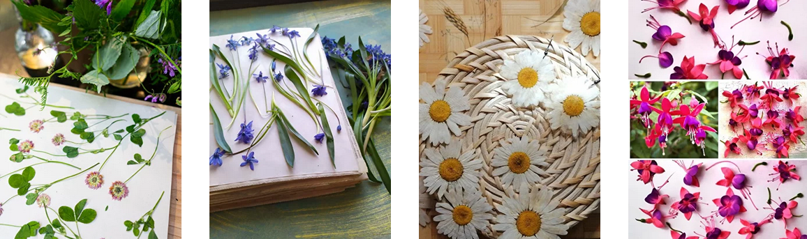 [Людмила Солод] [Artbotanika] [Сухоцветы] Основы правильной засушки (2023)