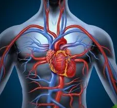 [Анастасия Семко] Физиология сердечно-сосудистой системы (2025)