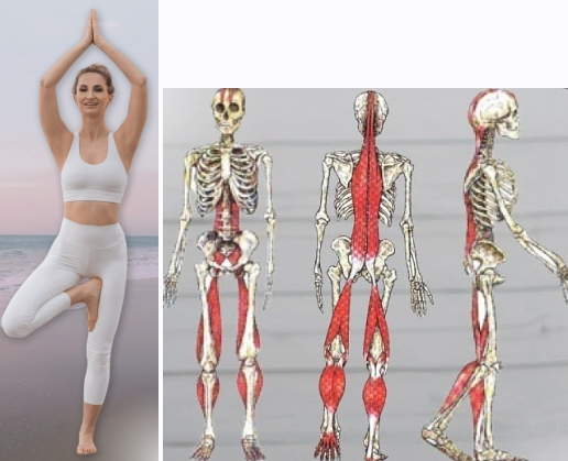 SUPER VIP [Ольга Енко] [Бьютилект] Фасциальное высвобождение. Здоровое тело и молодое лицо (2022)