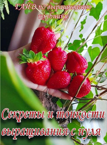 [Ягодный Дворик] Гайд по выращиванию клубники (2025)