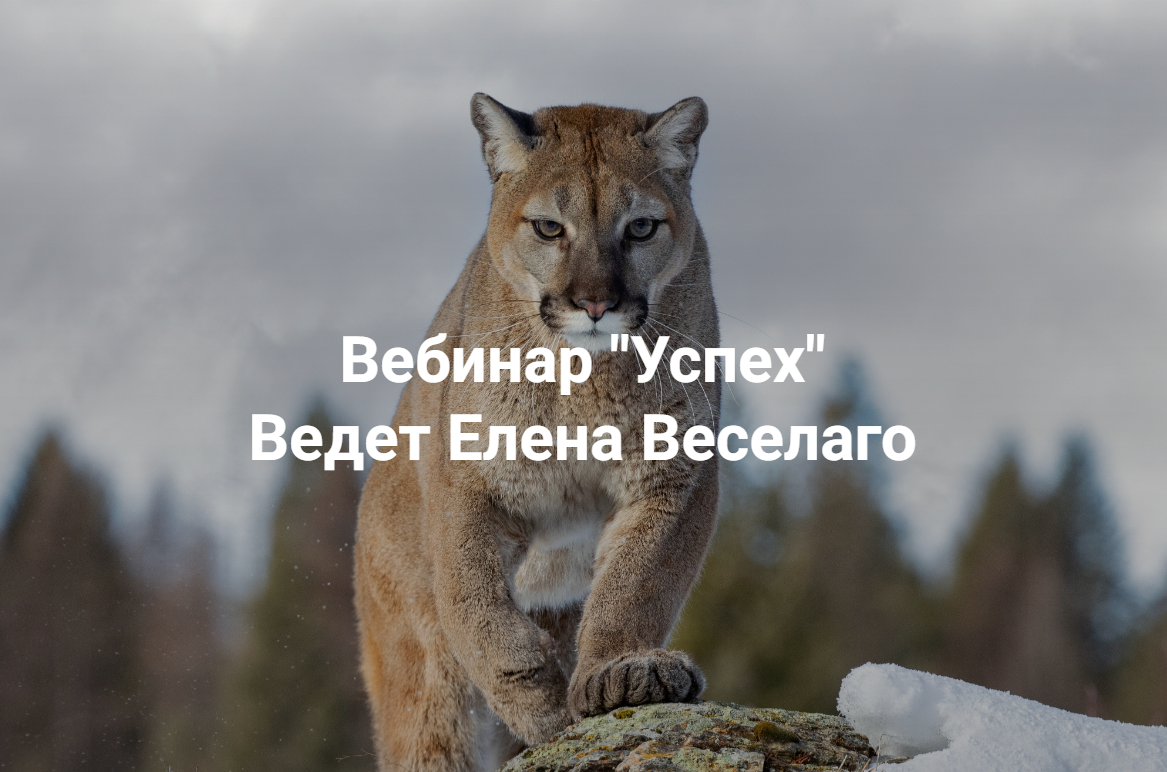 [Институт Открытого поля] Елена Веселаго ― Успех (2025)