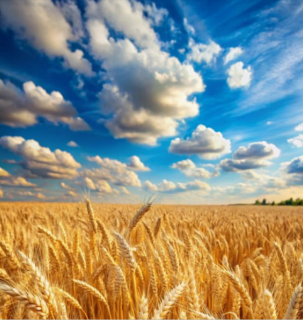 [Елена Скордина] Клуб безлогичного метода (Март 2024г. - Сентябрь 2025г.)