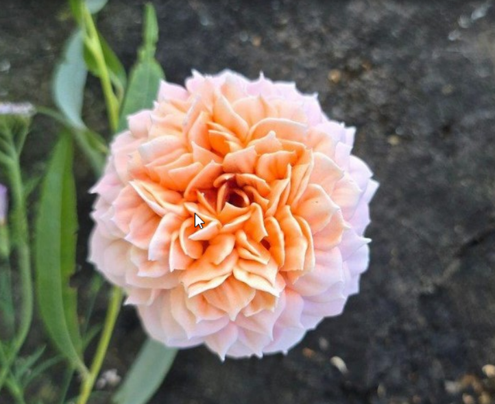 [Яна Мурачёва] [pryancholito] Розы ГРЕЙС из зефира (2025)